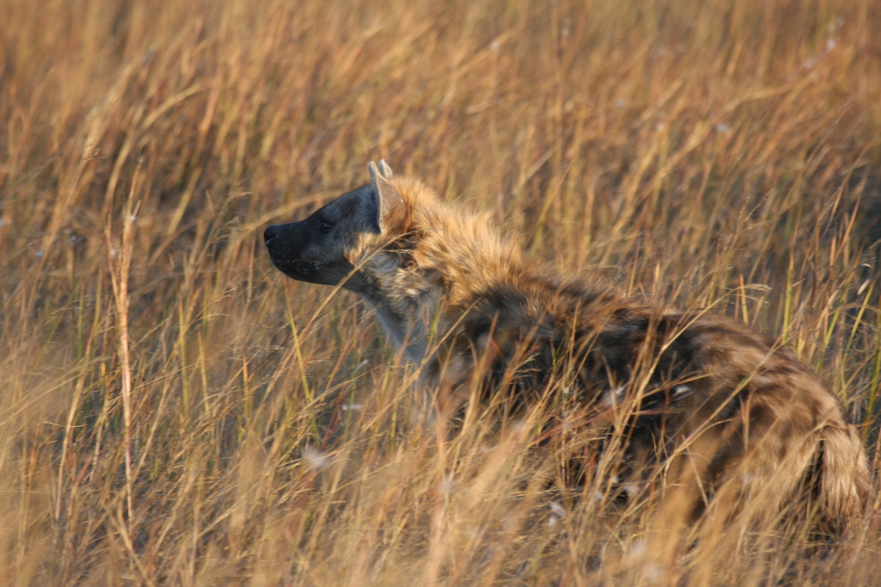 [21686] 2016_06_29_11_35_10_Africa_Canon_EOS_40D_IMG__10946.jpg