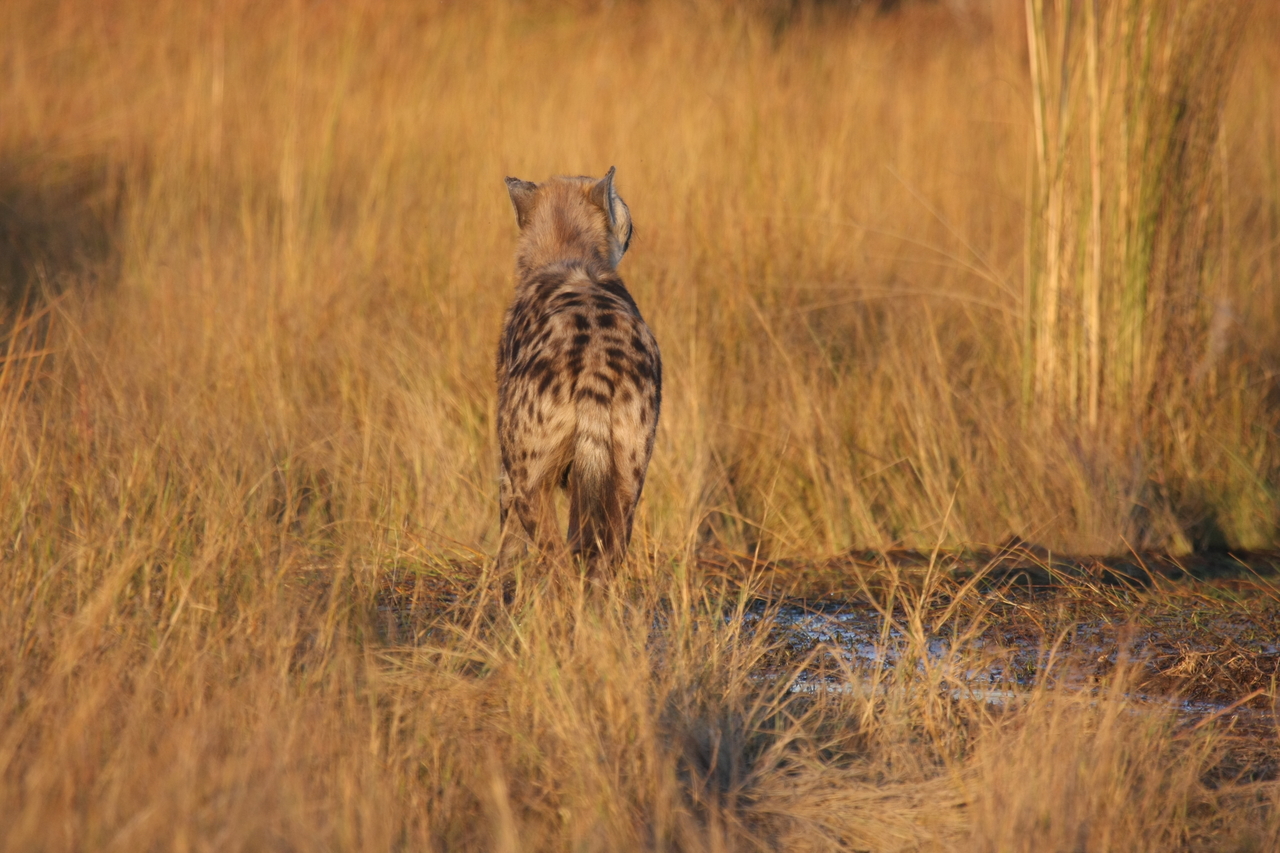 [21692] 2016_06_29_11_36_42_Africa_Canon_EOS_40D_IMG__10949.jpg