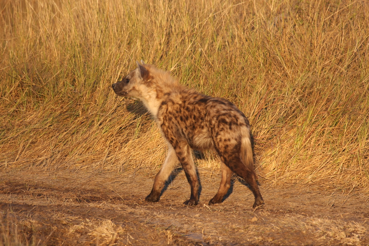 [21704] 2016_06_29_11_36_56_Africa_Canon_EOS_40D_IMG__10953.jpg