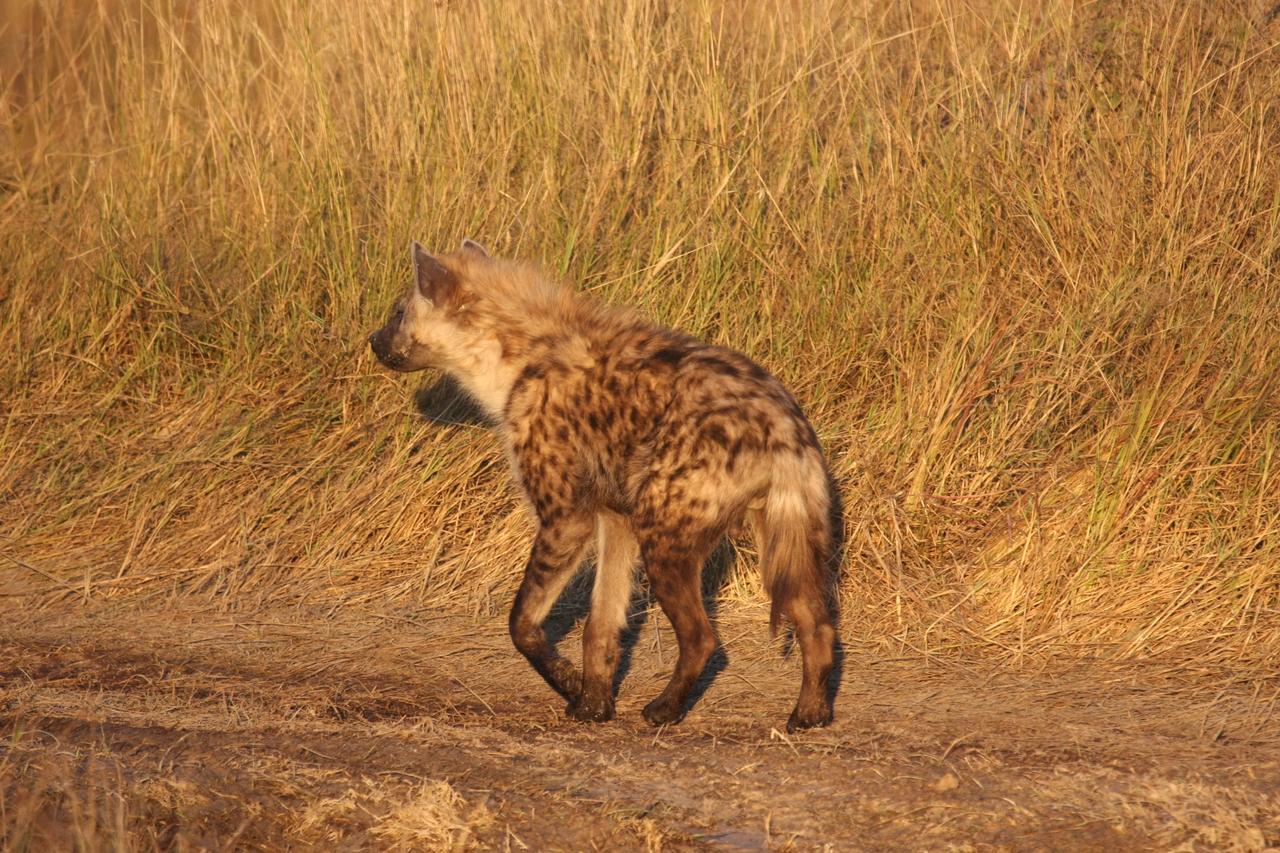 [21706] 2016_06_29_11_36_57_Africa_Canon_EOS_40D_IMG__03507.jpg