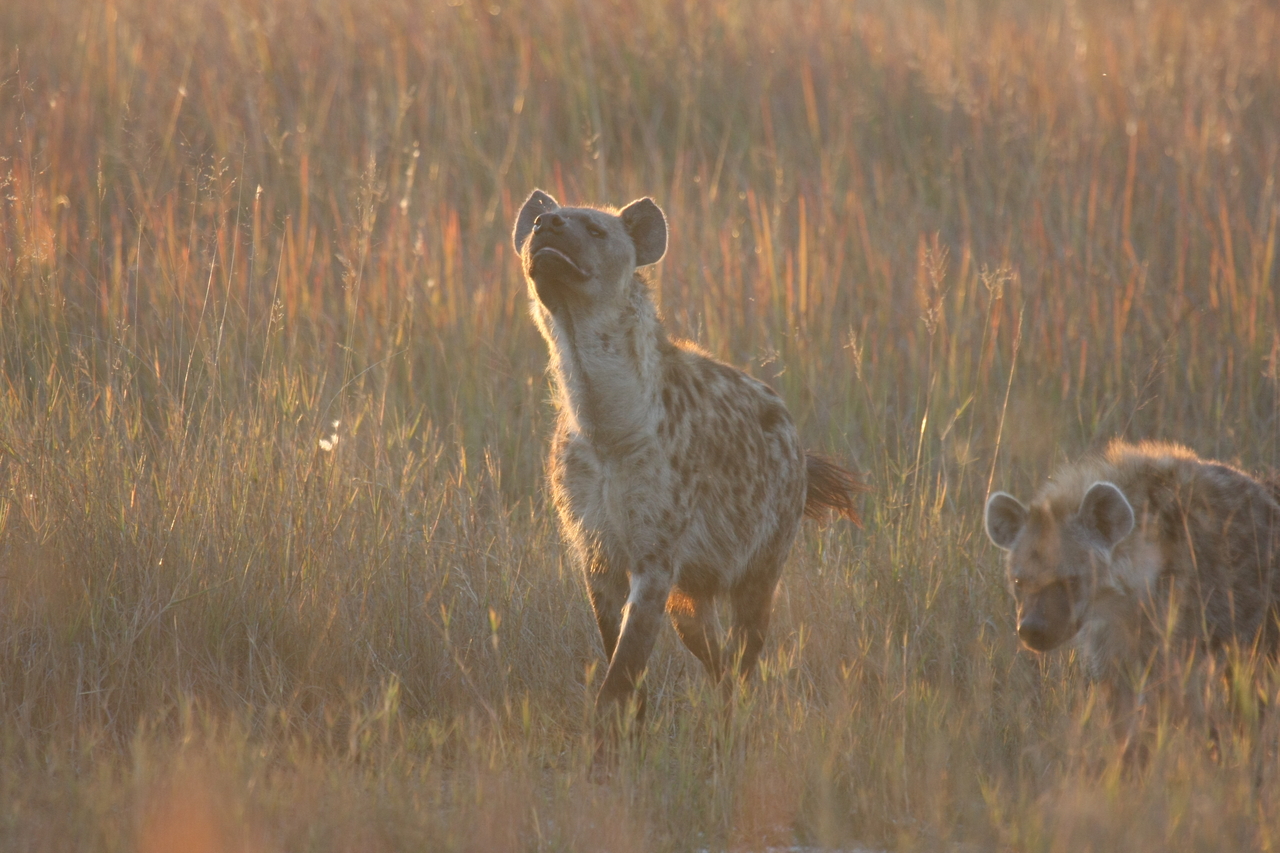 [21727] 2016_06_29_11_45_01_Africa_Canon_EOS_40D_IMG__03515.jpg
