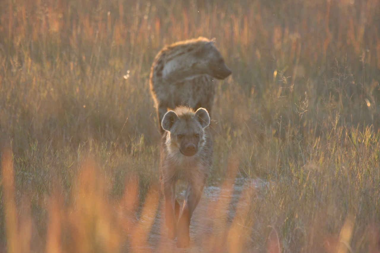[21748] 2016_06_29_11_45_15_Africa_Canon_EOS_40D_IMG__00282.jpg