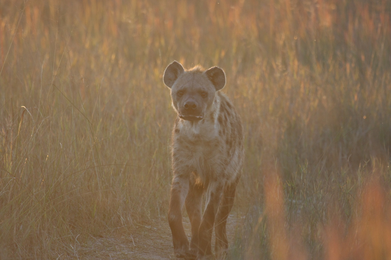 [21778] 2016_06_29_11_45_48_Africa_Canon_EOS_40D_IMG__10979.jpg