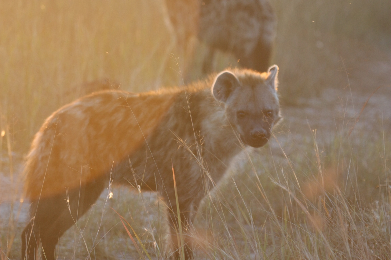 [21838] 2016_06_29_11_47_06_Africa_Canon_EOS_40D_IMG__11001.jpg