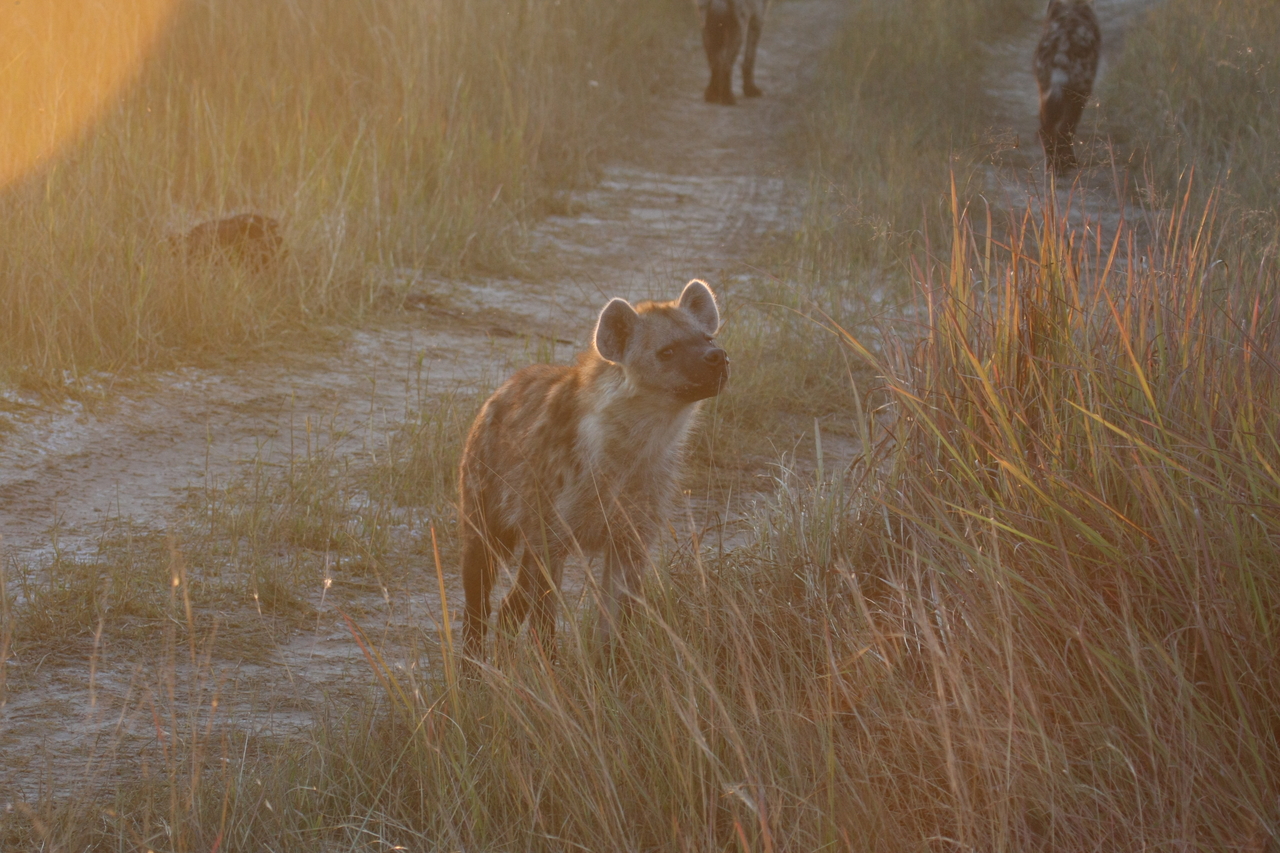 [21854] 2016_06_29_11_47_44_Africa_Canon_EOS_40D_IMG__11008.jpg