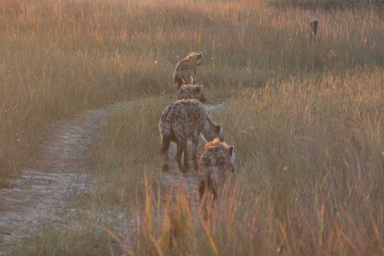 [21866] 2016_06_29_11_48_15_Africa_Canon_EOS_40D_IMG__11012.jpg