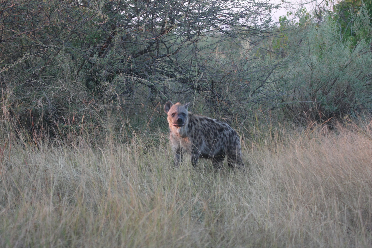 [21881] 2016_06_29_11_51_06_Africa_Canon_EOS_40D_IMG__03571.jpg