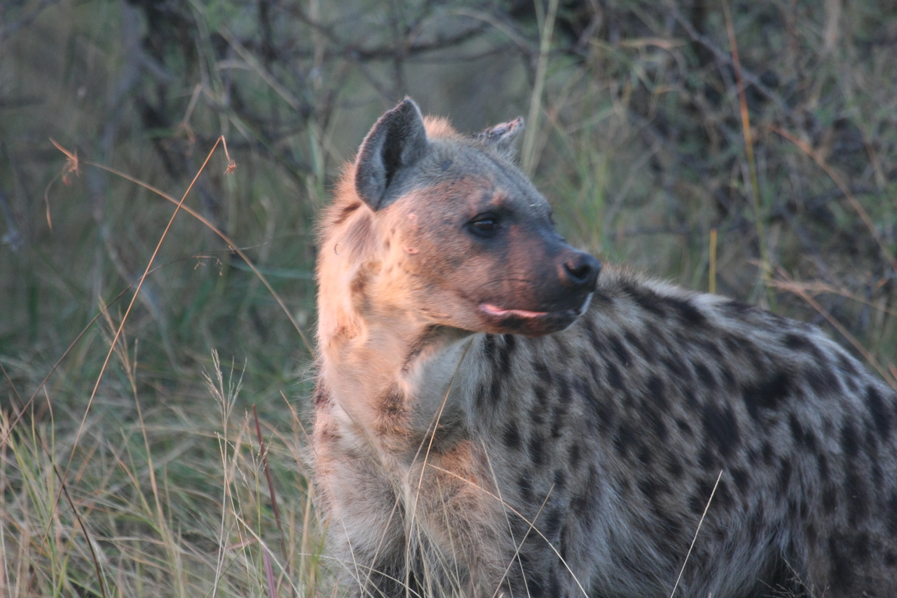 [21895] 2016_06_29_11_51_12_Africa_Canon_EOS_40D_IMG__03576.jpg