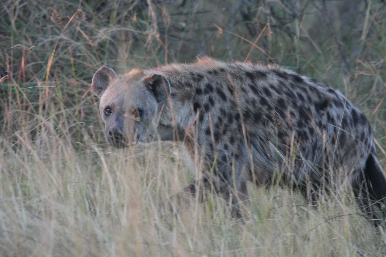 [21901] 2016_06_29_11_51_15_Africa_Canon_EOS_40D_IMG__11026.jpg