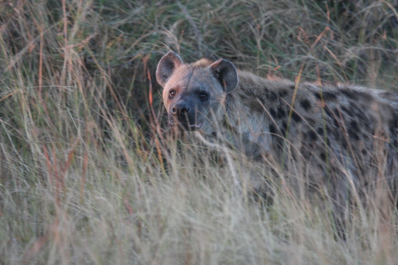 [21906] 2016_06_29_11_51_16_Africa_Canon_EOS_40D_IMG__03581.jpg