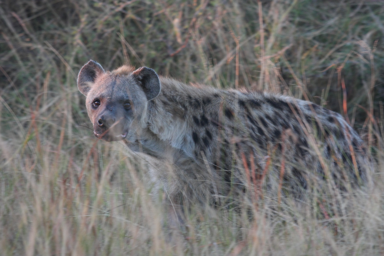 [21913] 2016_06_29_11_51_17_Africa_Canon_EOS_40D_IMG__03584.jpg