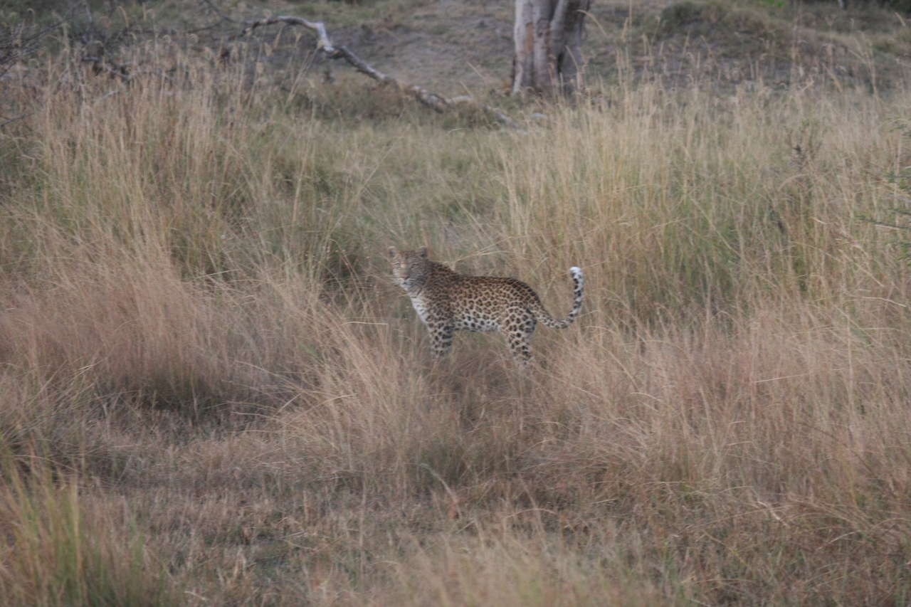 [21931] 2016_06_29_12_08_41_Africa_Canon_EOS_40D_IMG__11037.jpg