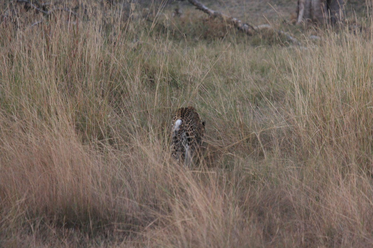 [21956] 2016_06_29_12_08_48_Africa_Canon_EOS_40D_IMG__00357.jpg