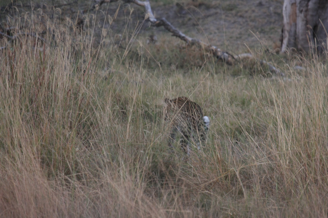 [21973] 2016_06_29_12_08_54_Africa_Canon_EOS_40D_IMG__03605.jpg