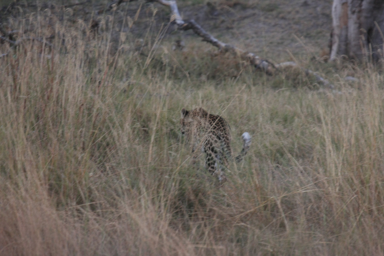 [21974] 2016_06_29_12_08_54_Africa_Canon_EOS_40D_IMG__03606.jpg