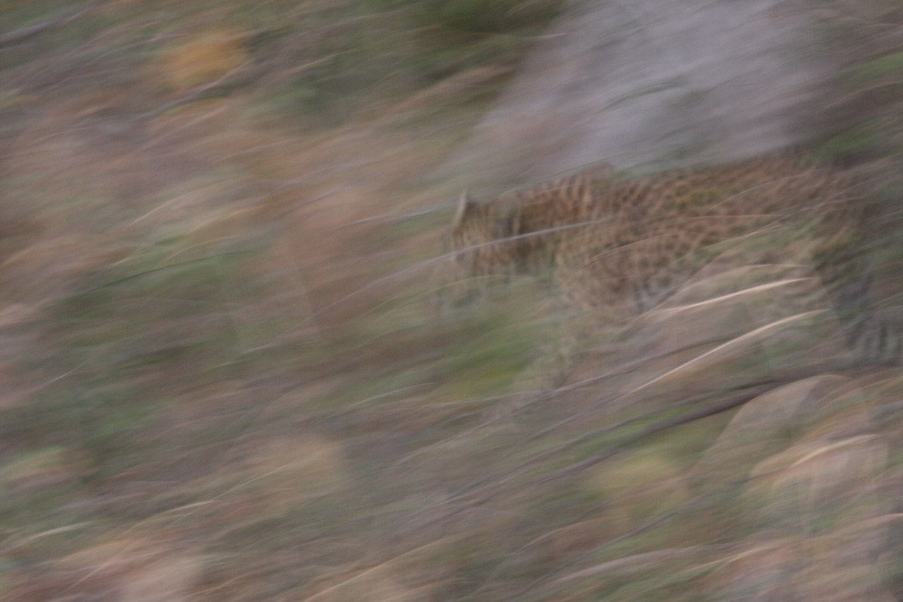 [21982] 2016_06_29_12_11_25_Africa_Canon_EOS_40D_IMG__11055.jpg