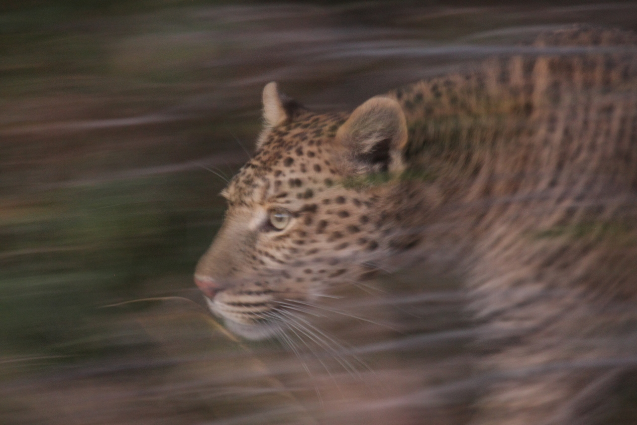 [21990] 2016_06_29_12_11_41_Africa_Canon_EOS_40D_IMG__11057.jpg
