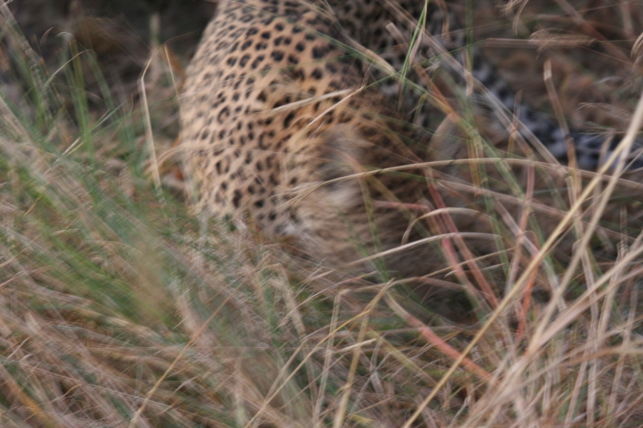 [21992] 2016_06_29_12_11_52_Africa_Canon_EOS_40D_IMG__00371.jpg