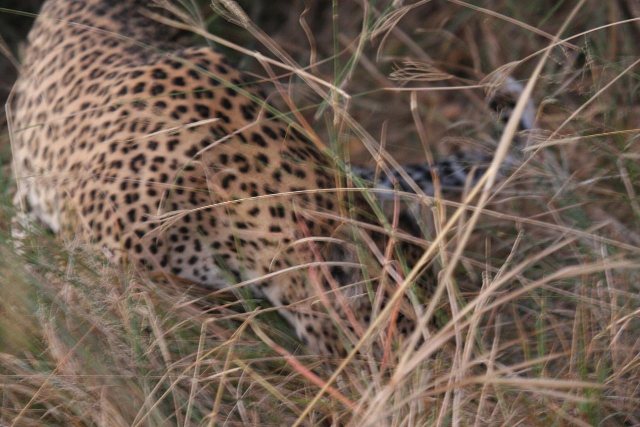 [22001] 2016_06_29_12_11_55_Africa_Canon_EOS_40D_IMG__00374.jpg