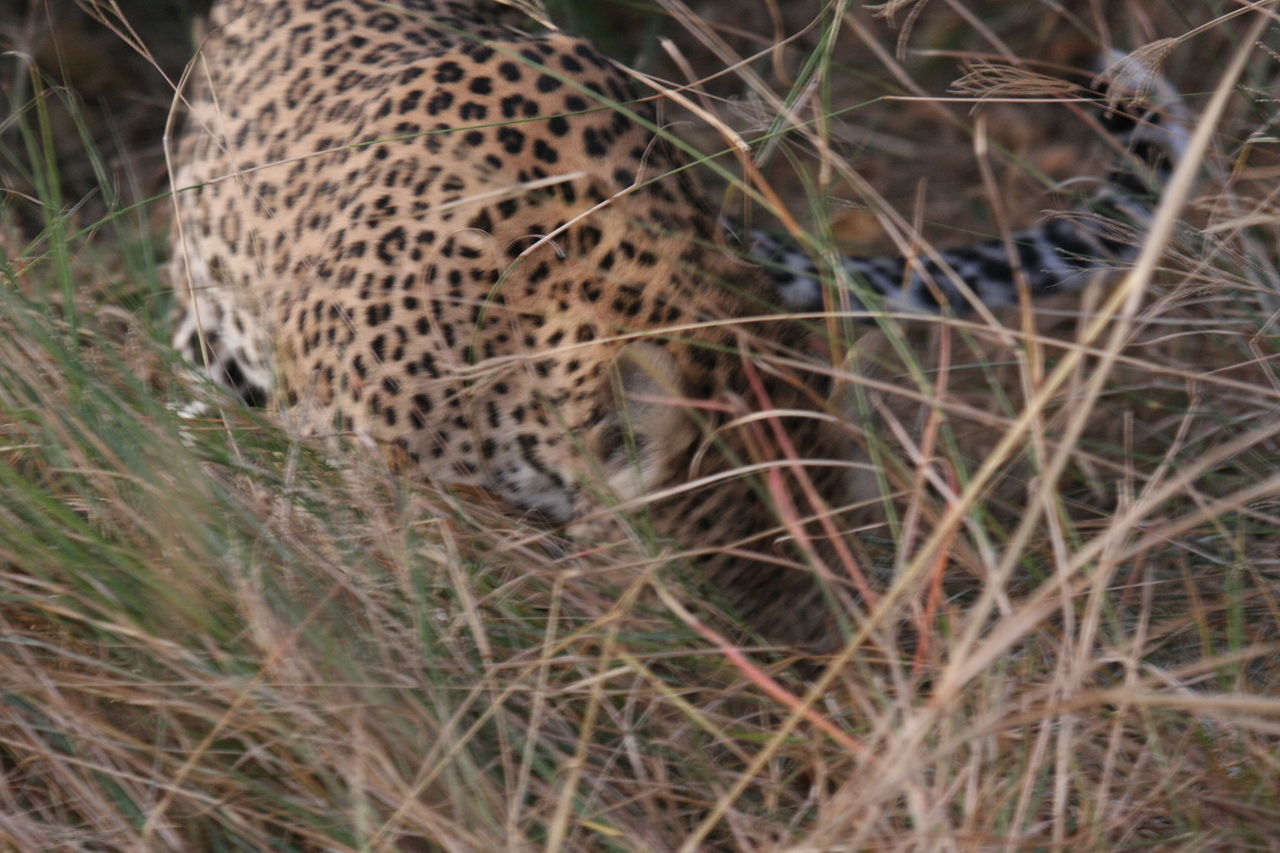 [22006] 2016_06_29_12_11_58_Africa_Canon_EOS_40D_IMG__11064.jpg