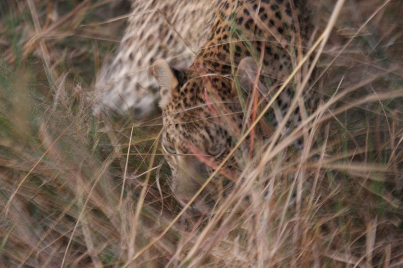 [22023] 2016_06_29_12_12_06_Africa_Canon_EOS_40D_IMG__11070.jpg