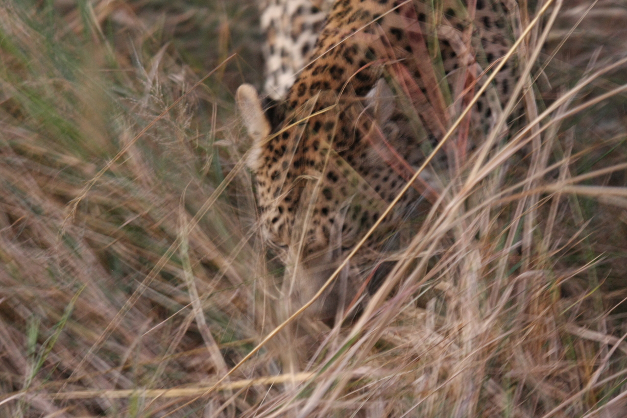 [22029] 2016_06_29_12_12_07_Africa_Canon_EOS_40D_IMG__11072.jpg