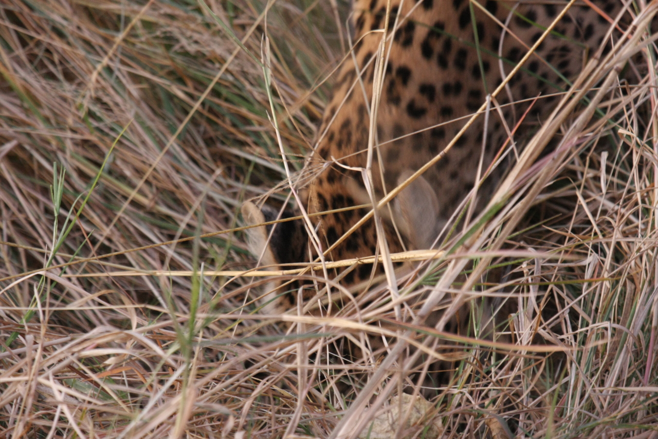 [22036] 2016_06_29_12_12_17_Africa_Canon_EOS_40D_IMG__11075.jpg