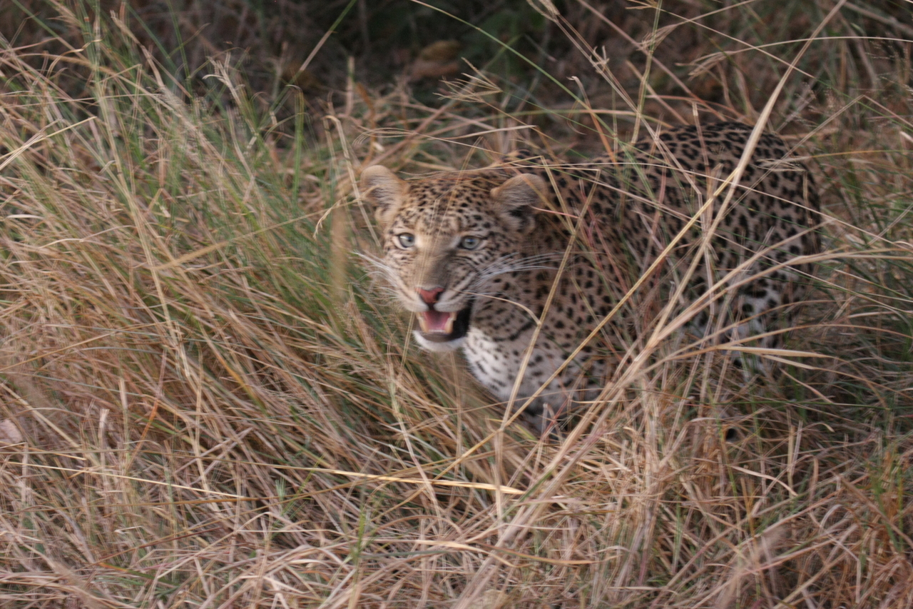 [22054] 2016_06_29_12_12_29_Africa_Canon_EOS_40D_IMG__11082.jpg