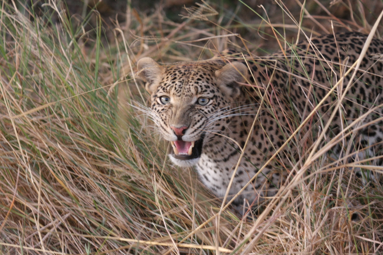 [22055] 2016_06_29_12_12_31_Africa_Canon_EOS_40D_IMG__00394.jpg