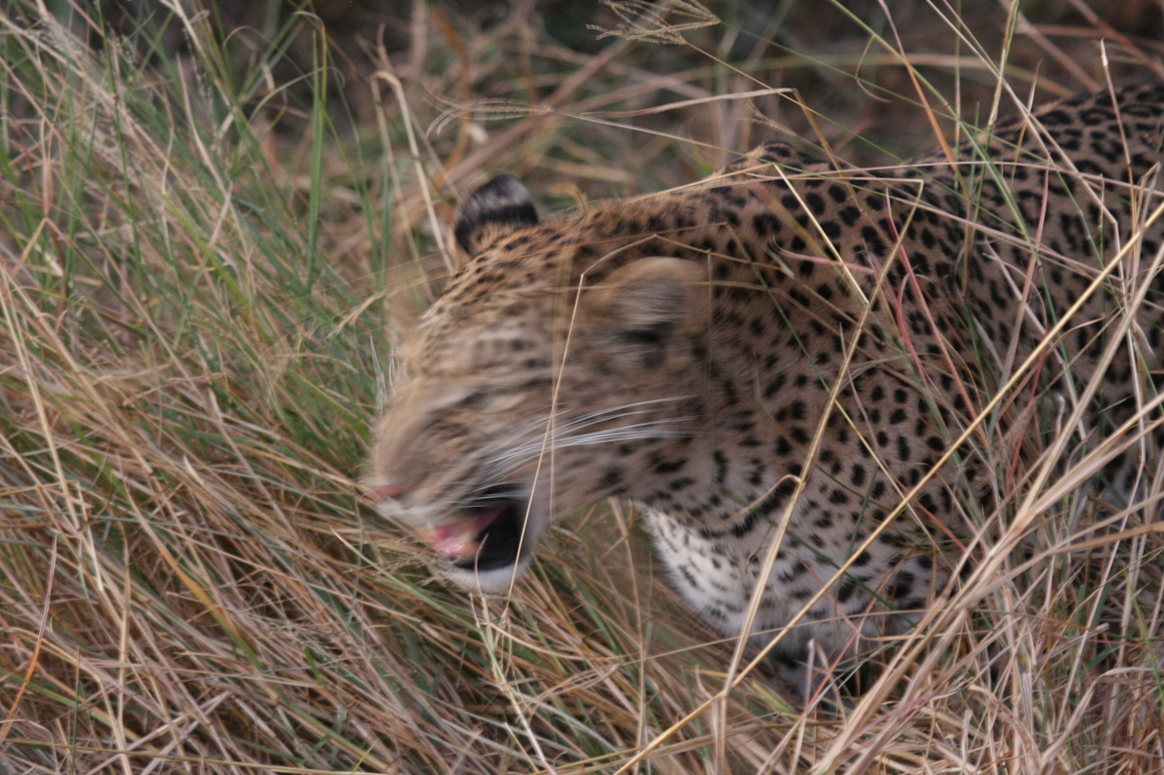[22072] 2016_06_29_12_12_34_Africa_Canon_EOS_40D_IMG__11088.jpg