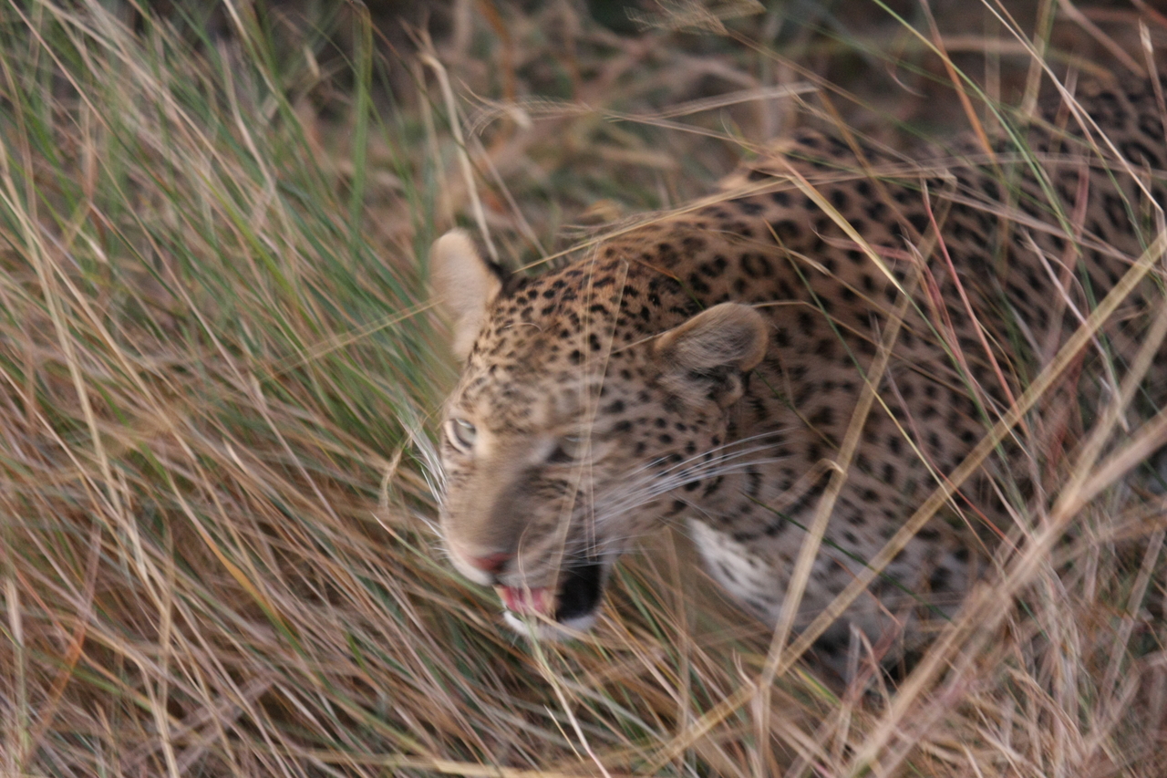 [22075] 2016_06_29_12_12_35_Africa_Canon_EOS_40D_IMG__11089.jpg