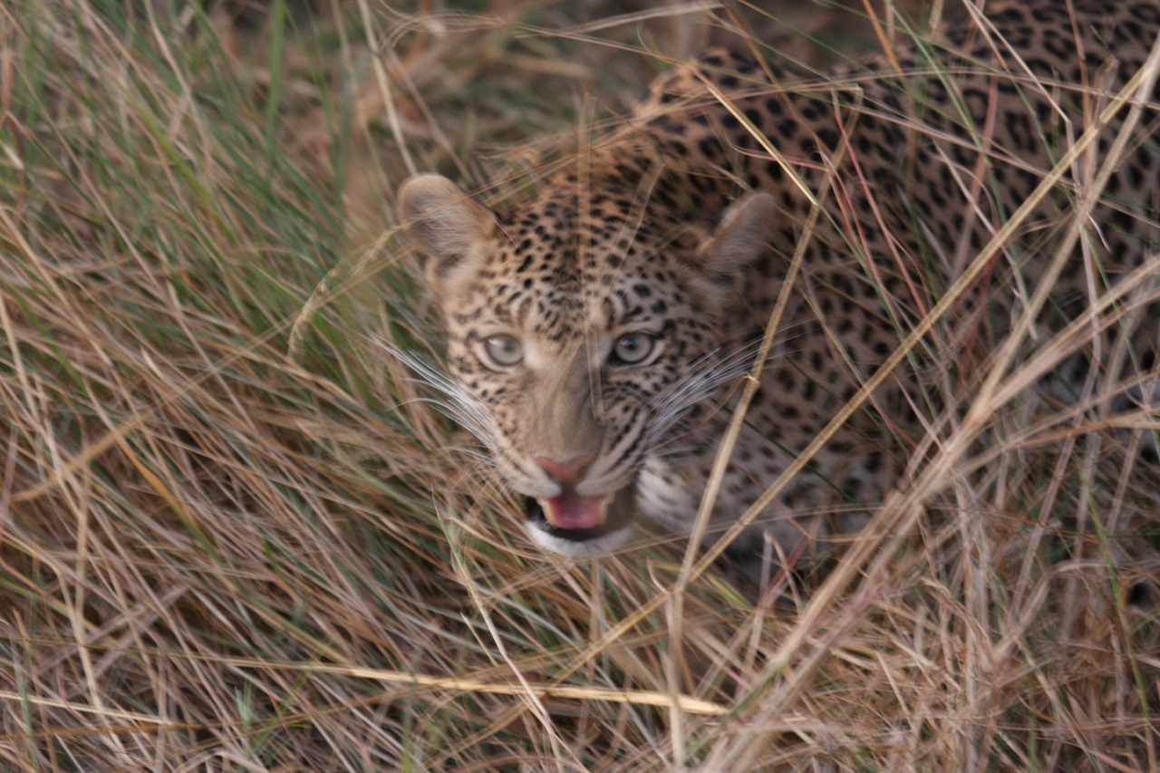 [22078] 2016_06_29_12_12_36_Africa_Canon_EOS_40D_IMG__11090.jpg