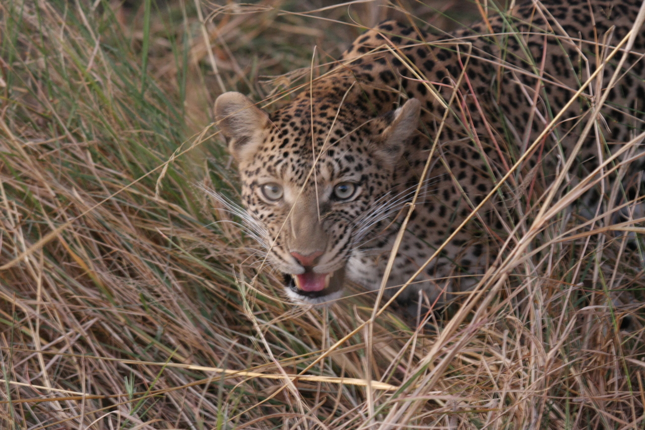 [22083] 2016_06_29_12_12_37_Africa_Canon_EOS_40D_IMG__11092.jpg
