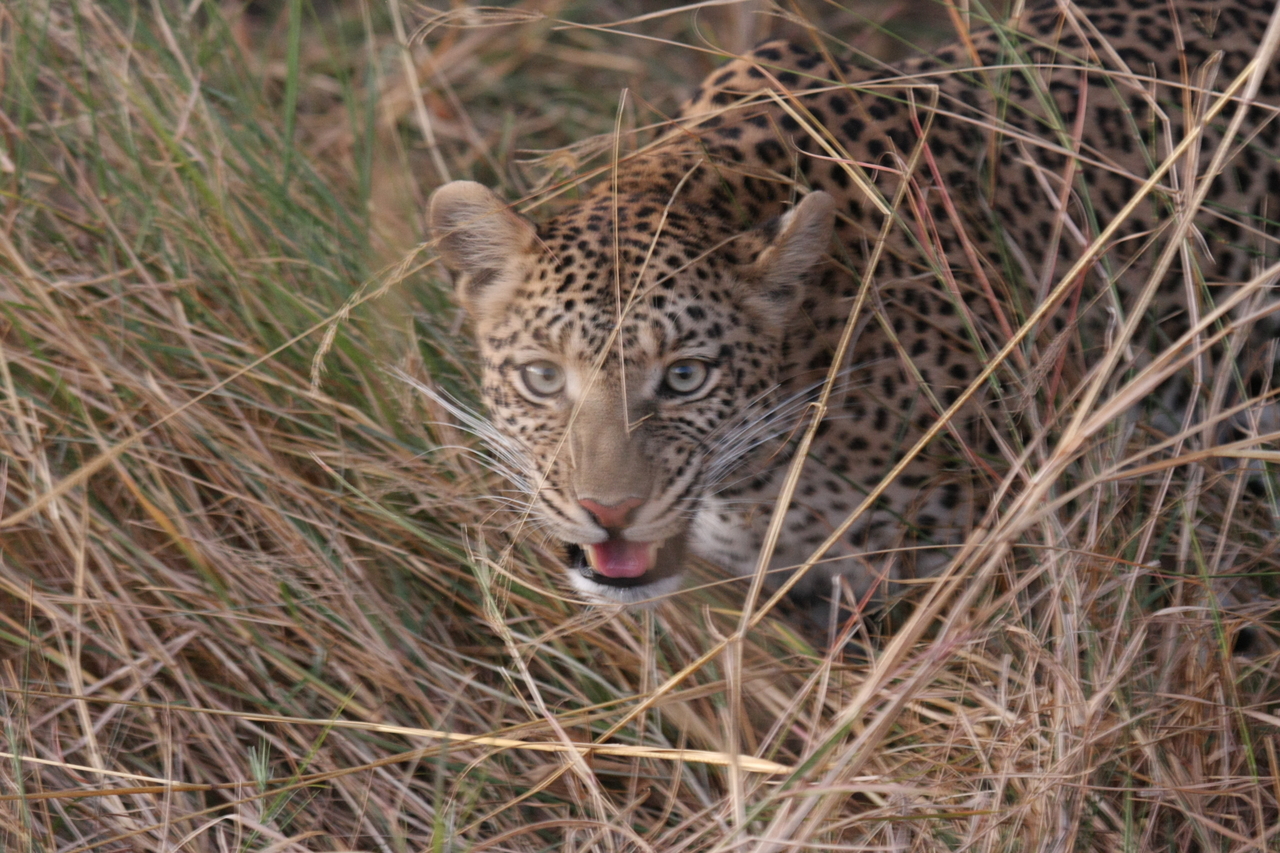 [22084] 2016_06_29_12_12_37_Africa_Canon_EOS_40D_IMG__11093.jpg