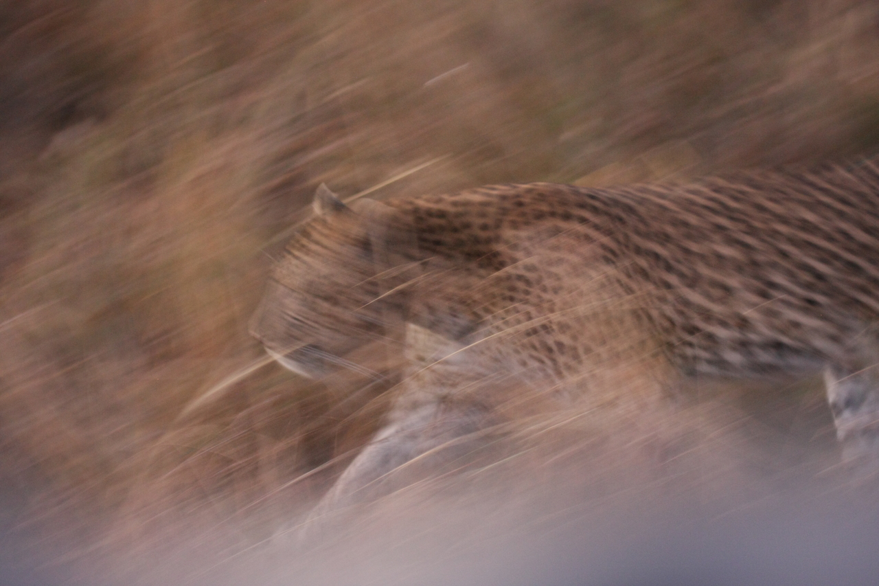 [22099] 2016_06_29_12_13_13_Africa_Canon_EOS_40D_IMG__11098.jpg
