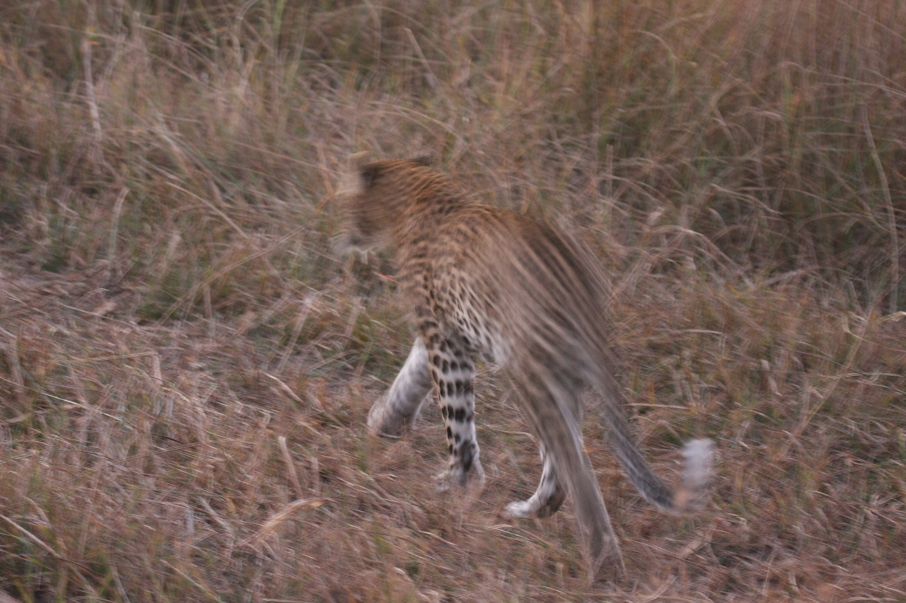 [22100] 2016_06_29_12_13_22_Africa_Canon_EOS_40D_IMG__00410.jpg