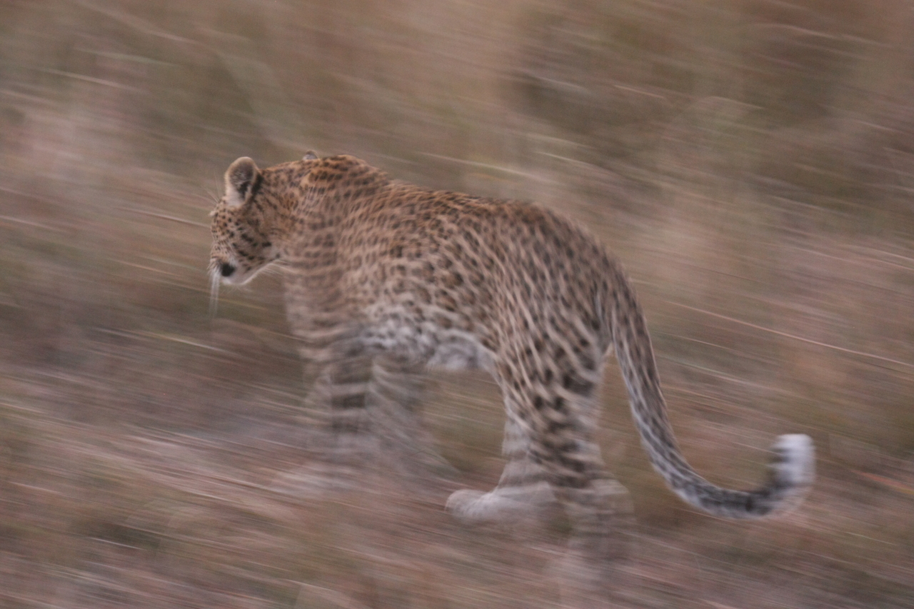 [22103] 2016_06_29_12_13_23_Africa_Canon_EOS_40D_IMG__00411.jpg
