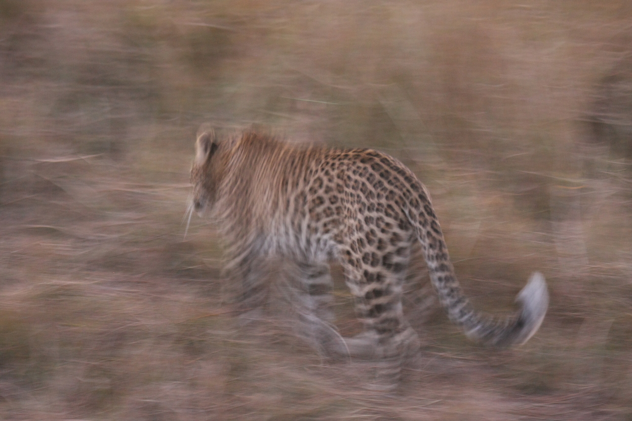 [22106] 2016_06_29_12_13_24_Africa_Canon_EOS_40D_IMG__00412.jpg