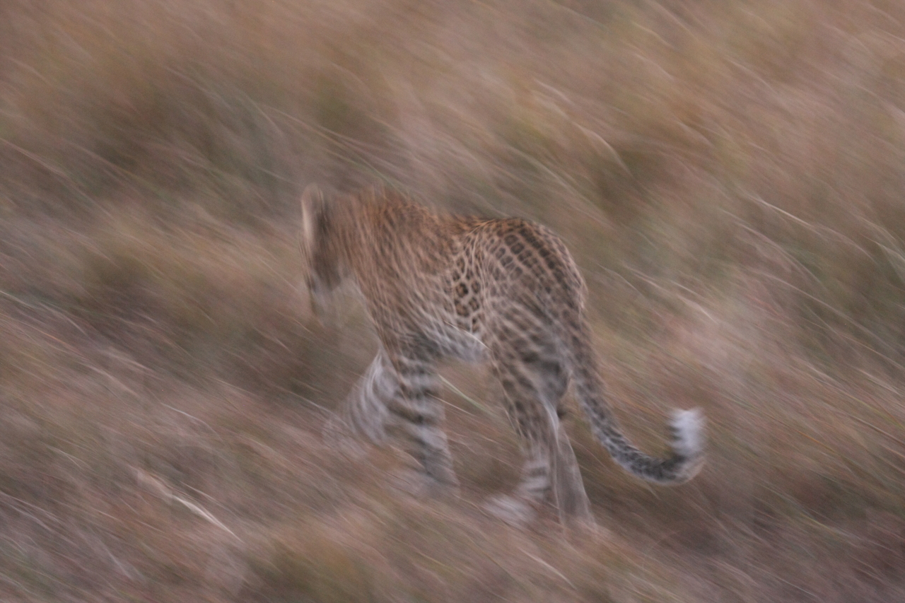 [22109] 2016_06_29_12_13_26_Africa_Canon_EOS_40D_IMG__00414.jpg
