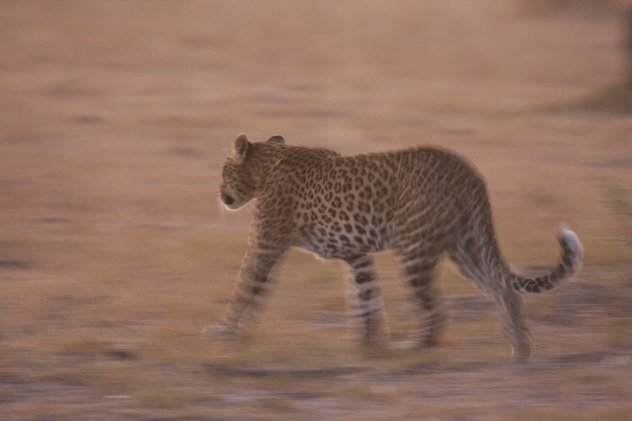 [22122] 2016_06_29_12_14_45_Africa_Canon_EOS_40D_IMG__03660.jpg