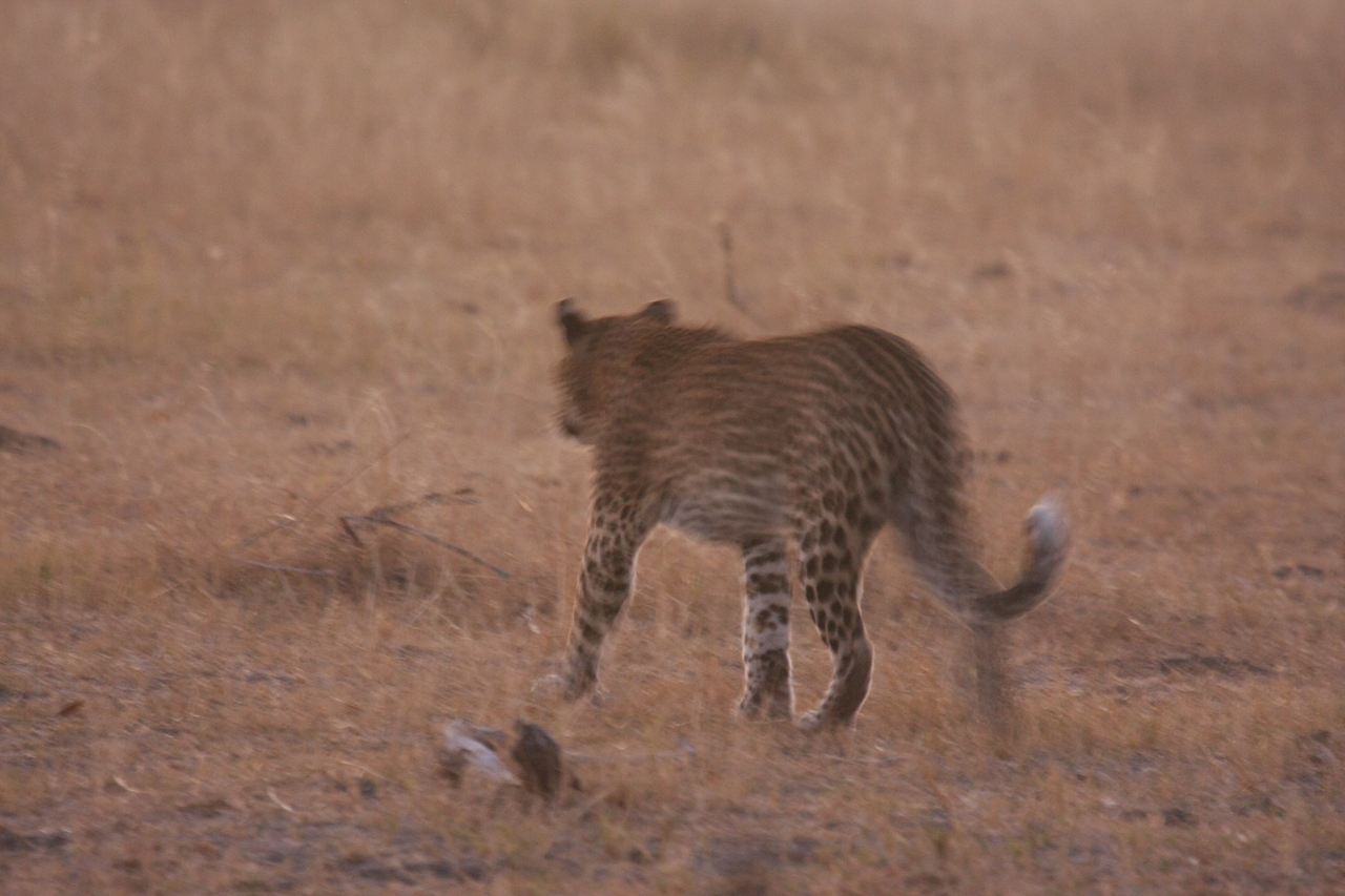 [22129] 2016_06_29_12_14_48_Africa_Canon_EOS_40D_IMG__11109.jpg