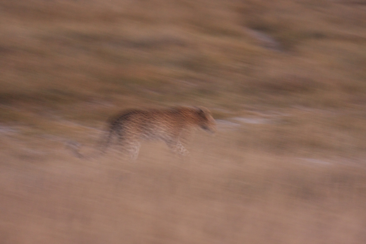 [22144] 2016_06_29_12_16_27_Africa_Canon_EOS_40D_IMG__11115.jpg