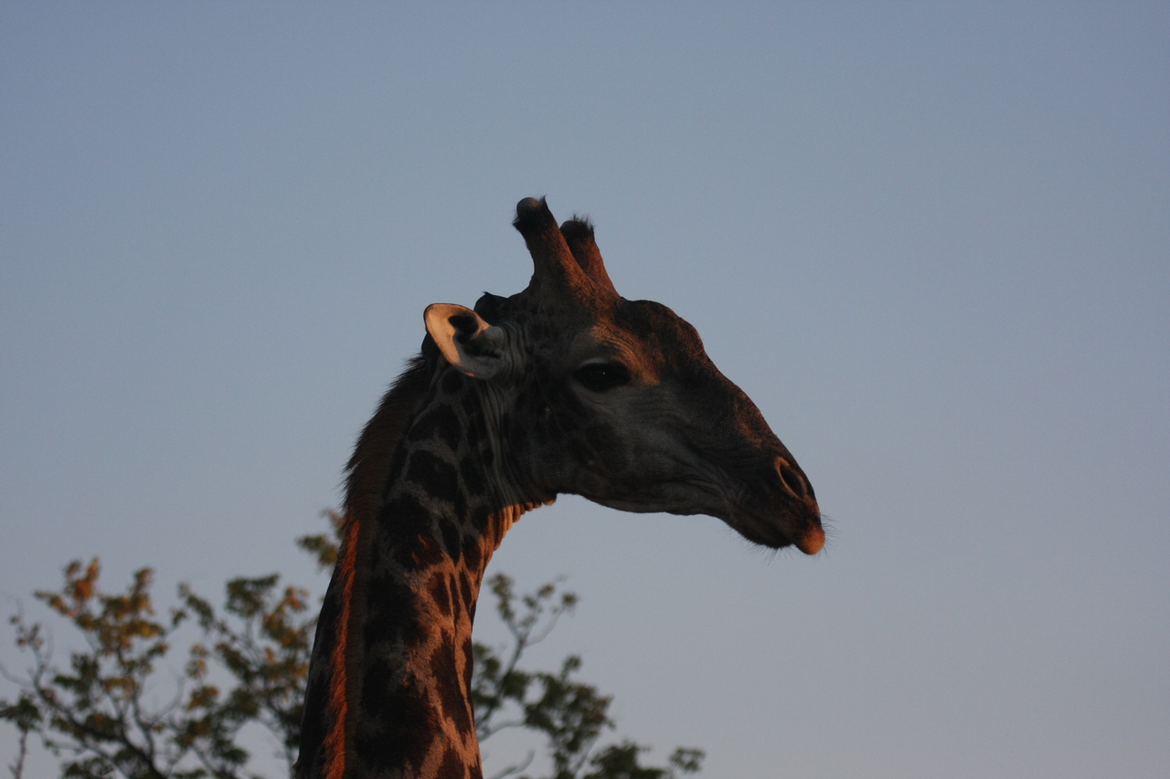 [22423] 2016_06_30_01_20_32_Africa_Canon_EOS_40D_IMG__11175.jpg