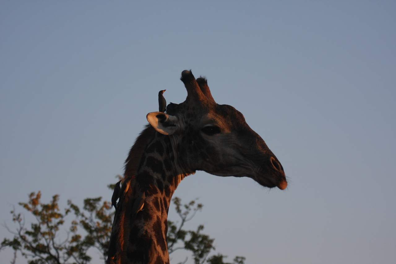 [22431] 2016_06_30_01_20_37_Africa_Canon_EOS_40D_IMG__04061.jpg