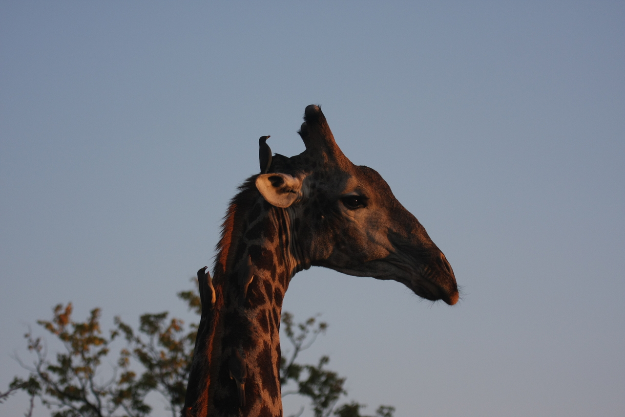 [22432] 2016_06_30_01_20_37_Africa_Canon_EOS_40D_IMG__04172.jpg