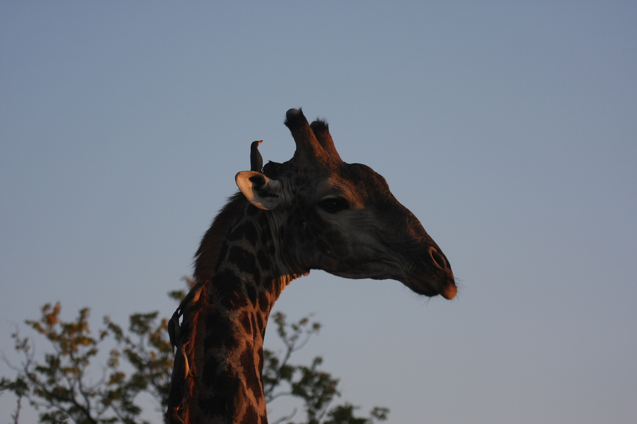 [22433] 2016_06_30_01_20_37_Africa_Canon_EOS_40D_IMG__11397.jpg