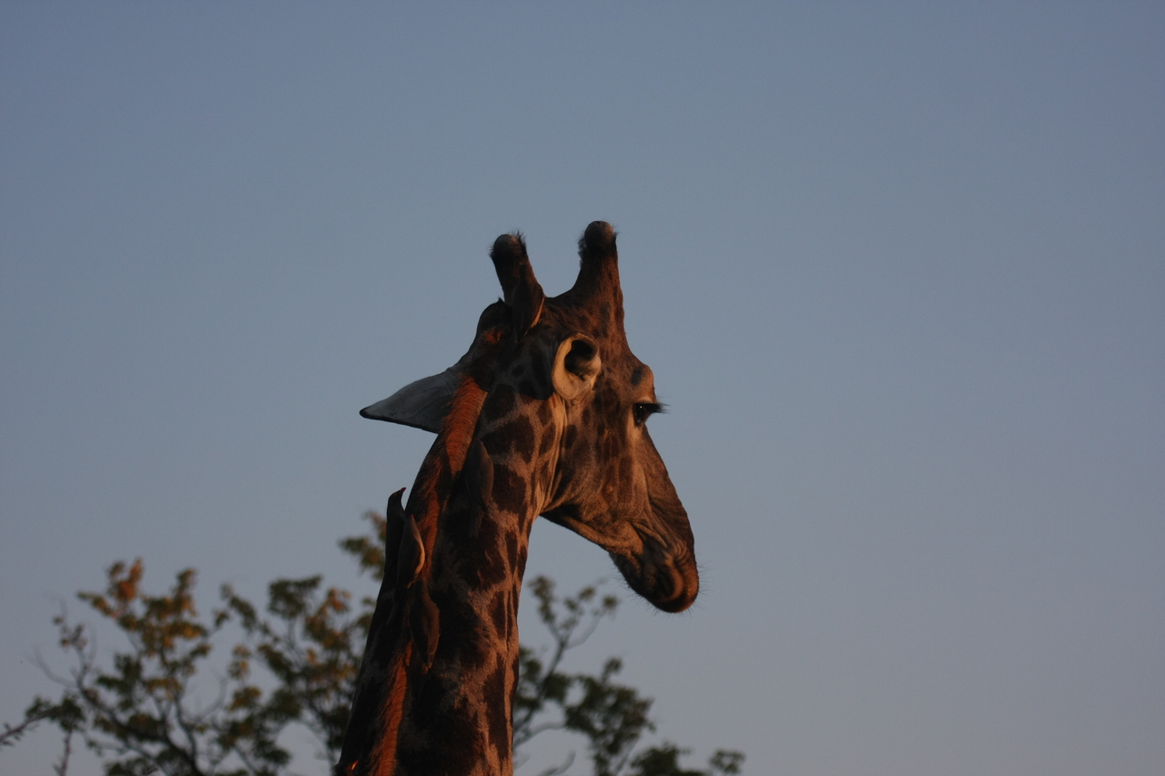 [22441] 2016_06_30_01_20_38_Africa_Canon_EOS_40D_IMG__11841.jpg