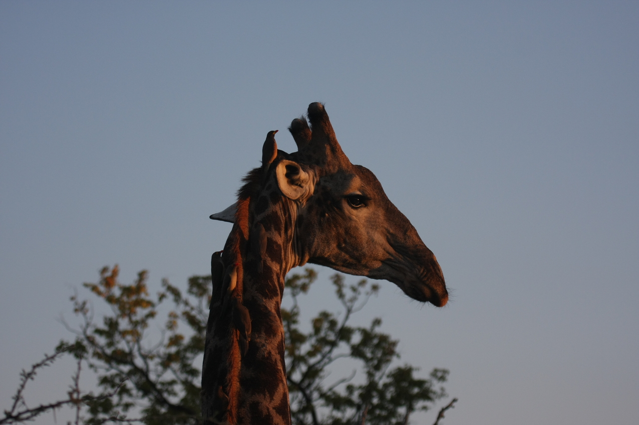 [22447] 2016_06_30_01_20_40_Africa_Canon_EOS_40D_IMG__04533.jpg
