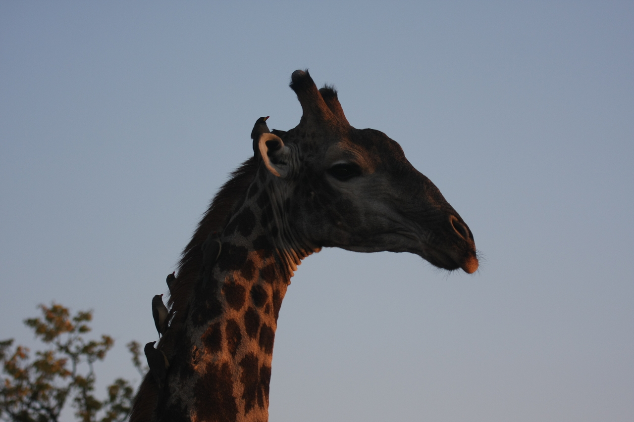 [22457] 2016_06_30_01_20_42_Africa_Canon_EOS_40D_IMG__00036.jpg