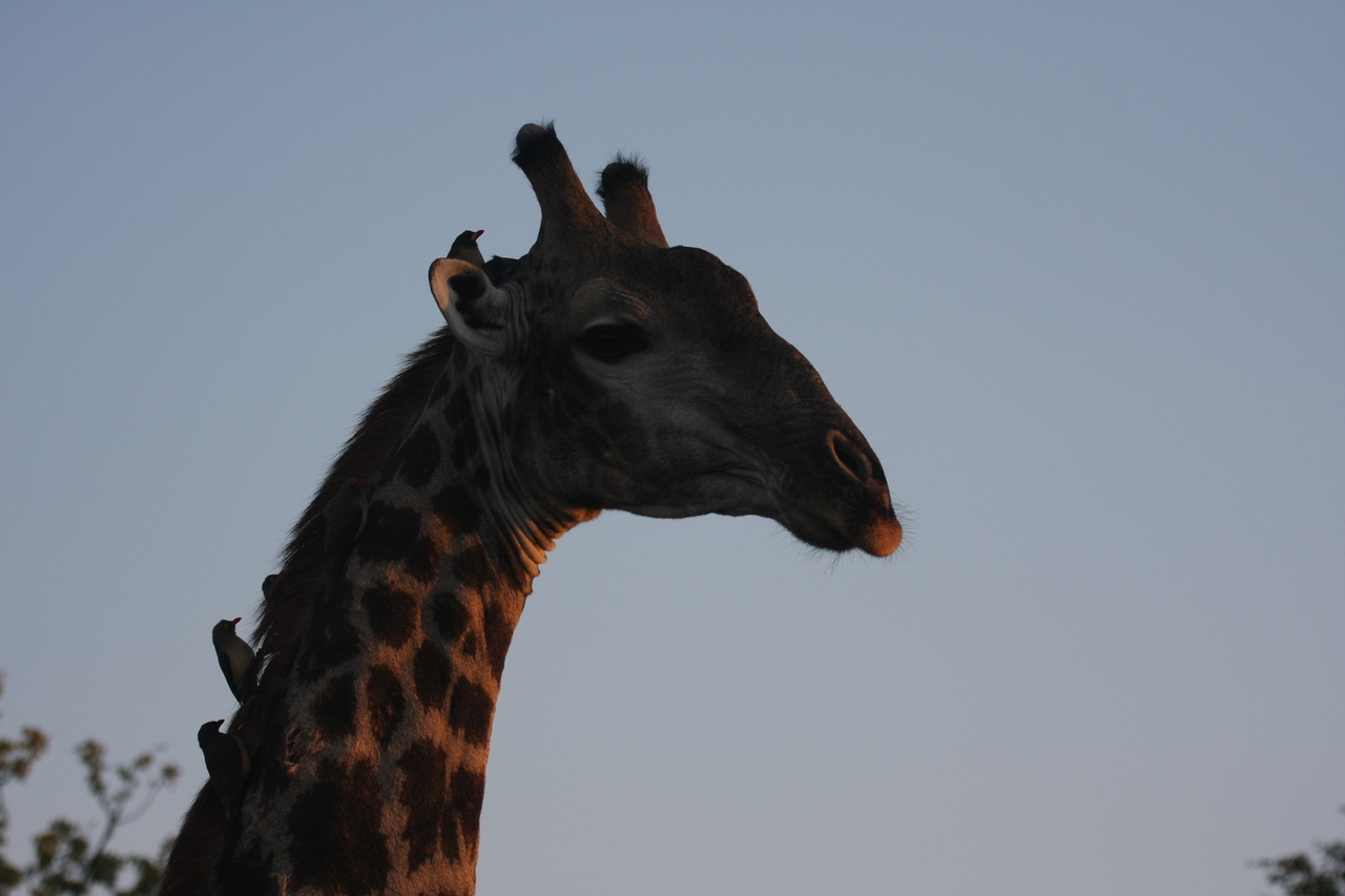 [22463] 2016_06_30_01_20_43_Africa_Canon_EOS_40D_IMG__03773.jpg